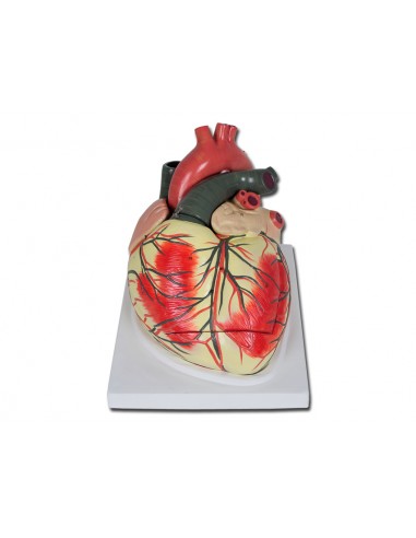 VALUE HEART - 3 parts - 3X