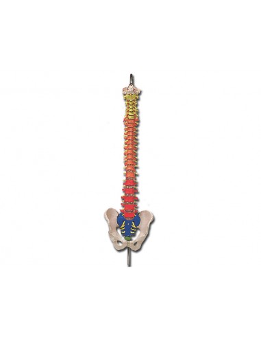 SPINAL COLUMN with colour coded regions